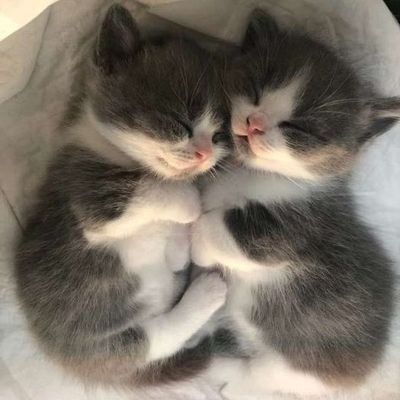 PandaNasha's profile picture. ⚖️🏛️👩🏼‍⚖️ 
🇩🇪🇷🇴🇷🇺🇹🇷🇬🇷🇦🇿🇺🇸🇧🇬🇨🇦🇪🇬🇰🇷🇰🇿