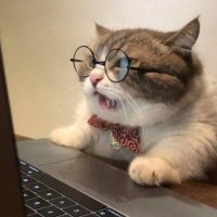 Language Cat 📚 (@langdinish) 's Twitter Profile
