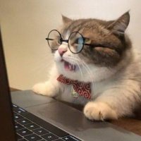 Language Cat 📚(@langdinish) 's Twitter Profile Photo