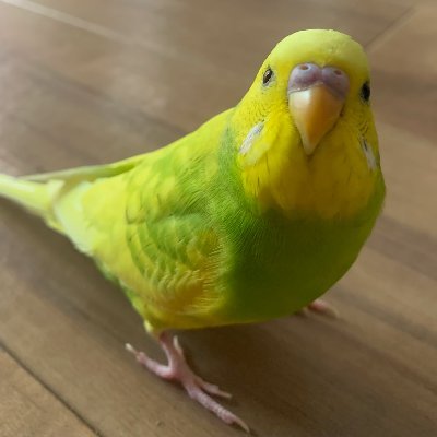 2022年11月29日にセキセイインコのトゥモローが外に出て行ってしまいました。
初めてのことなので、できることからやっていきます。
RPありがとうございます。