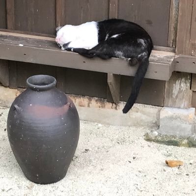 Gx0Kv's profile picture. 日記