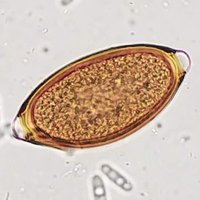 Veterinary Parasitology(@Vet_Parasites) 's Twitter Profile Photo