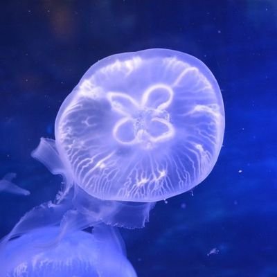 kimai_5's profile picture. 審神者と監督生やってます。シルバー推しのディアソ箱推し。たまに文章を書いたりしてます。成人済。思ったことをつぶやいてます。
https://t.co/NQKy3GKACm  ベッター