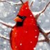 Redbird (@WaltCarroll1) Twitter profile photo