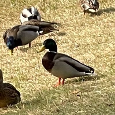 refab_sfc's profile picture. 慶應大学SFCのΔ（デルタ）館横の不用品置き場を、大体毎日、写真付きでリポートします。不用品置き場は宝の山。「ゴミではなく、居場所がないだけ」まだ使える物品や、マテリアルの端材、気になる物体などを、じゃんじゃん活用し、SFCで生活をより快適にしたり、ものづくりを楽しくやるための、アカウント。