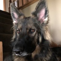 Son of a Mitch (@kodabear2222) 's Twitter Profile