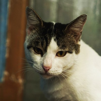 apiprawk's profile picture. bizzare