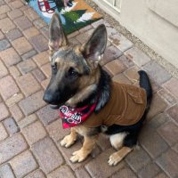 Sgt.Cupcakefart (@sgtcupcakefart) 's Twitter Profile
