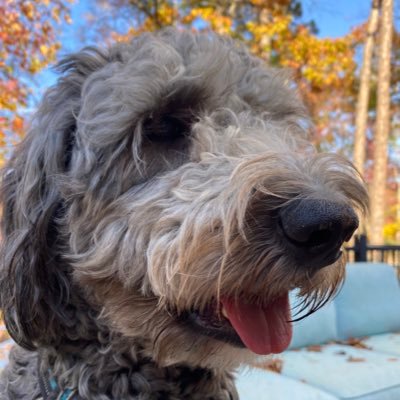 BigBtellstruth's profile picture. don’t care about ur feelings. sick of DEI and brainwashed peeps on both sides of the aisle. both sides wasting tax money. TY Elon  Musk!