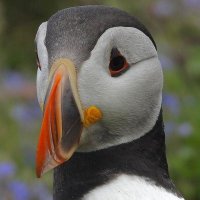 Shafir (@kileyb182886) 's Twitter Profile
