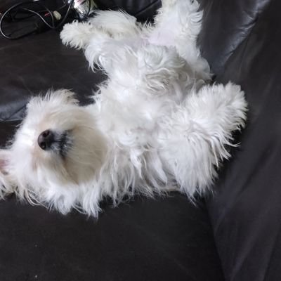 pabla_salazar's profile picture. 