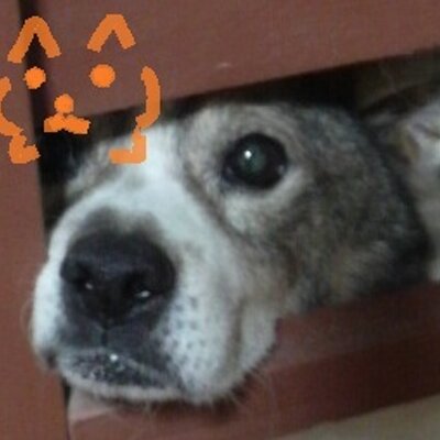 犬谷 陣 على تويتر やっぱクラピカの鎖コピペゴレイヌ編は卑怯すぐるwww ゴレイヌ最強伝説 Http T Co Yvrv1e8g