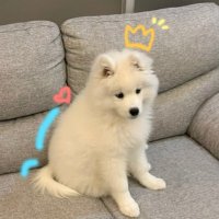 サモエド🐶グラン (@komu_0826) 's Twitter Profile Photo