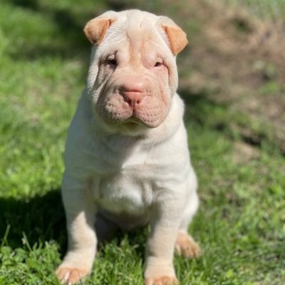 AlisaUltraMaga's profile picture. 