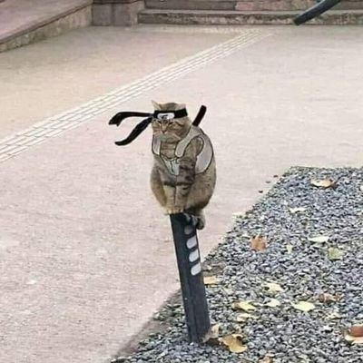 ImranBeCooll's profile picture. 