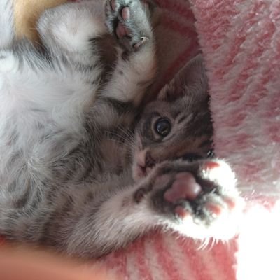 にじさんじが好きなオタクです。
わりといろんな人見てます。よろしくです!
無言フォローお許しください!
