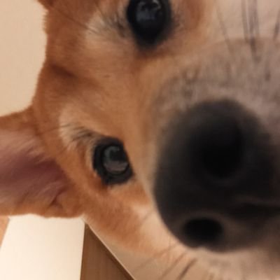 staudying's profile picture. ただいま、プログラミングの勉強中です。