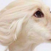 deniz (@deniz09297971) Twitter profile photo