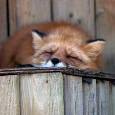 A random fox every hour. Images not mine. #TwitterBot
⚠️ Furries welcome, zoophiles DNI.