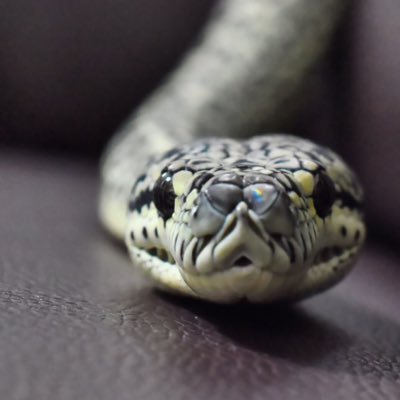 カロリナですが亀ではありません(本名)😅 ヘビ🐍大好き❤ Mikage Pythonsで蛇を販売してます🐀