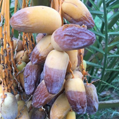 مُزارع بالوراثة ابحث عن كل جديد ومفيد في الزراعة والمزروعات مهتم بالكمبيوتر وبرامجه
مزرعتنا هي مزرعة (أُم لال) احياها والدي رحمه الله من عام 1375 هجرية