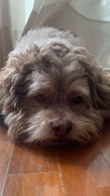 penafiel_sam's profile picture. 