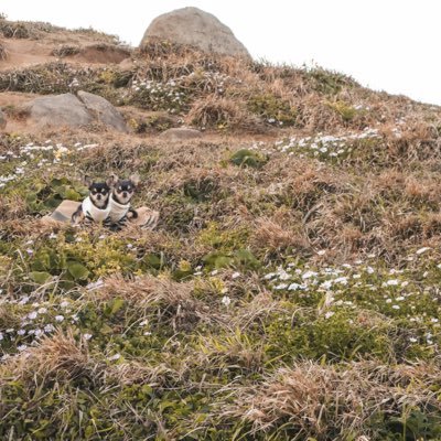 0000chihuahua's profile picture. 動物大好きです。わんこの健康と食事については常に勉強中。モットーは、生きてるだけで丸儲け。為せば成る為さねば成らぬ何事も、でもなんとかさ。がんばる＝顔晴る。福山雅治さんの周年🟰ファン暦、なはず