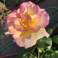 Sloop (@sloop68831777) 's Twitter Profile