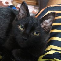 Jão falsificado ★彡 (@jacosl) 's Twitter Profile