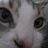 thunderasv's profile image