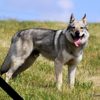 arnhweet's profile picture. 