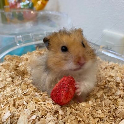 katerjareth's profile picture. APEXではまず、遮蔽物を意識して被弾しないように撃ち合って、シールドが割れたら距離詰めてさらに追い討ちをかけた結果、こっちがダウンします。