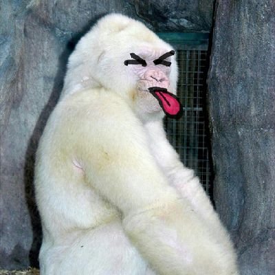 Just a Polar Gorilla in the mist, enjoying the latest news and humor on X.