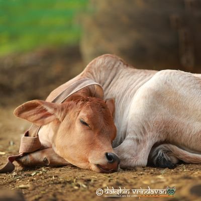 गौमाता का पालन पोषण इसलिए बंद हुआ कि हमने गोउत्पादों का उपयोग बंद कर दिया। पंचगव्यों का उपयोग करने से ही गाय बचेगी।
#ProtectWithPen #VHS