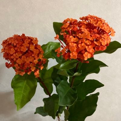 miko_229's profile picture. 