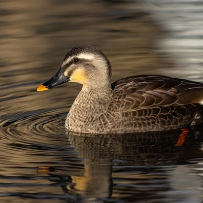 なんやかんやエンジニアになった🦆
go, typescript
zenn : https://t.co/F8pJhDljgp
github : https://t.co/bGXu2qUVkH
qiita : https://t.co/McPKHY4t2I