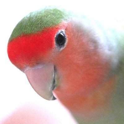 コザクラインコ ノーマル溺愛中
通称ムーちゃん2022年2月11日生まれ(たぶんオス)、3月から飼い主やってます

ムーちゃんとともに素人飼い主も成長してきましたが、まだまだ初心者の域、twitterを通していろいろ学ばせてください。