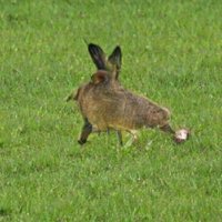 the genome rambler (@genomerambler) 's Twitter Profile