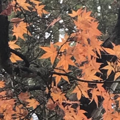 さるい🥄さんのプロフィール画像
