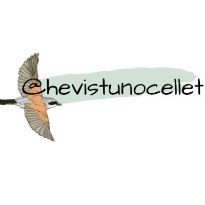 hevistunocellet Profile Picture