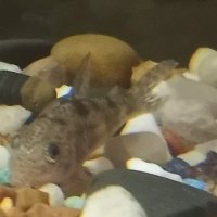 King Of Aquariums(@KingOfAquariums) 's Twitter Profile Photo