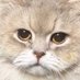 むーんちゃん🐈保護猫応援隊🚩 (@withnekosan) Twitter profile photo むーんちゃん🐈保護猫応援隊🚩 (@withnekosan) Twitter profile photo