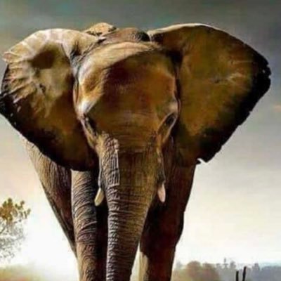 JdkKouakou's profile picture. Optimiste