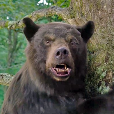 The bear who ate cocaine. see for yourself on @peacock.