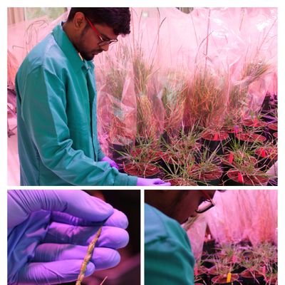 Exploring the world of plant-microbe interactions 🌱 Deep dive into wheat and its battles with stem rust. Early career researcher with a passion for the unseen.