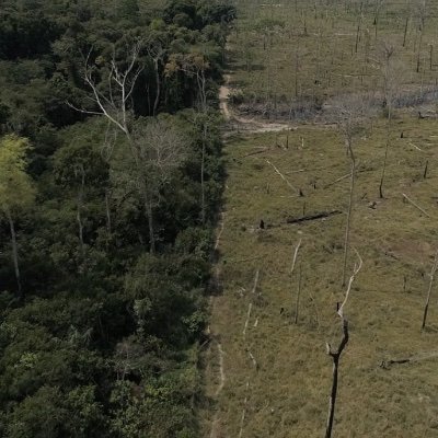 TheAmazonNFT's profile picture. NFT Project to spread awareness about deforestation of the Amazon rainforest.