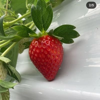 A Powerhouse Berry Berry... 🍓