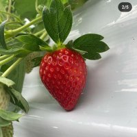 Big Strawberry🍓🇿🇦 (@kaymosoeunyane) 's Twitter Profile Photo Big Strawberry🍓🇿🇦 (@kaymosoeunyane) 's Twitter Profile Photo