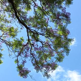 MeireceleBello's profile picture. 