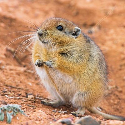 A fat sand rat. science people be damned.